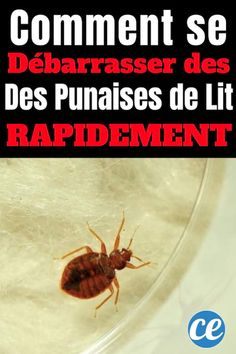 Comment Arrive Les Punaises De Lit Charmant Tricoire Alexandratricoire1 On Pinterest