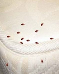 Comment éradiquer Les Punaises De Lit Agréable 69 Best Jim S Termite & Pest Control Images