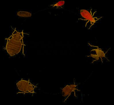 Comment éradiquer Les Punaises De Lit Bel Insecte Puce Archives Page 44 Sur 59 Ecole Sante
