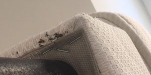 Comment Se Débarrasser De Punaise De Lit Nouveau Bug Shop Page 178 Sur 182