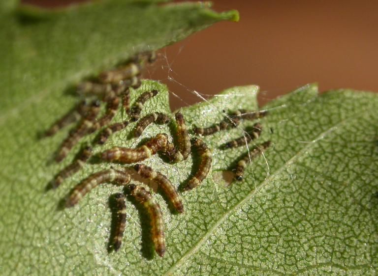 Comment Trouver Le Nid Des Punaises De Lit Le Luxe Des Nouvelles Des Insectes Les épinlges
