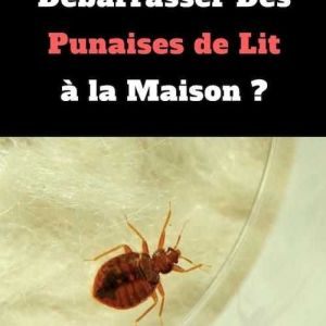 Traitement Punaise De Lit Prix Pin by Bugator Traitement Punaise De