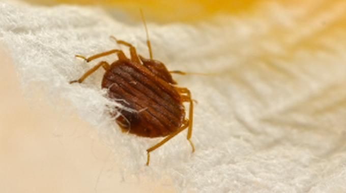 Punaise De Lit Cause Frais Best 8 Termites Management Ideas On Pinterest