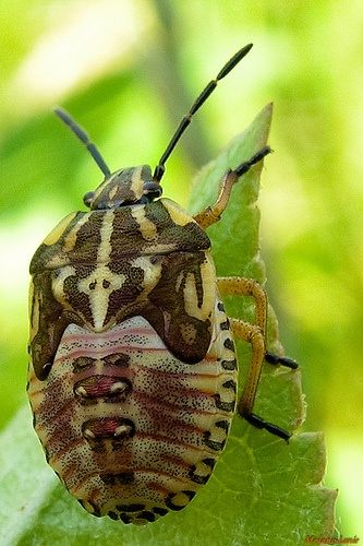 Punaise De Lit Pourquoi Impressionnant 17 Best Insecte Images On Pinterest