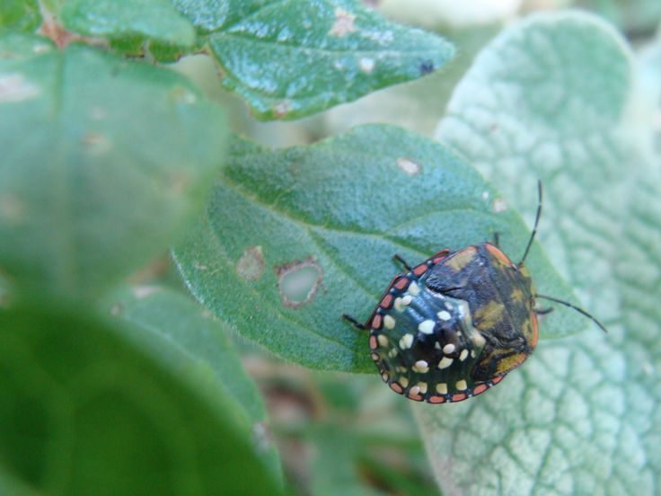 17 best insecte images on Pinterest