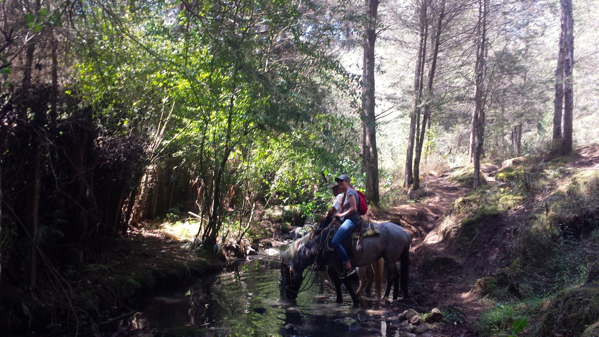 Tour De Lit Jungle Douce top 15 Things to Do In San Cristobal De Las Casas Mexico