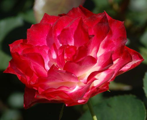 Tour De Lit Rose Agréable Types Of Roses by Name and Color