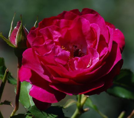 Tour De Lit Rose Belle Types Of Roses by Name and Color