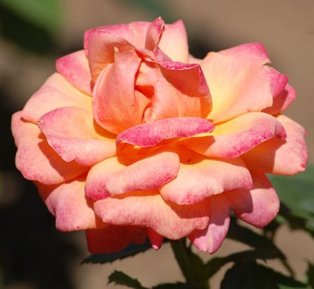 Tour De Lit Rose Inspirant Types Of Roses by Name and Color