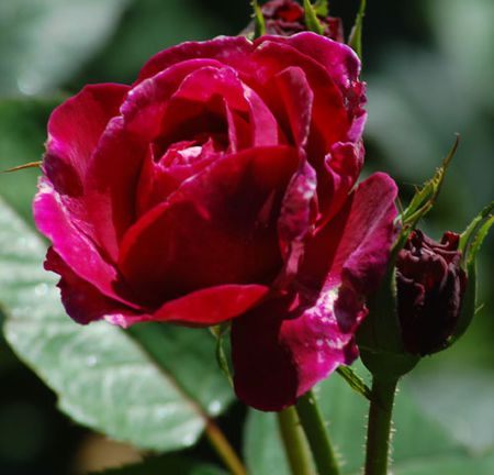Tour De Lit Rose Nouveau Types Of Roses by Name and Color