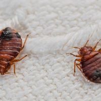 Trace Punaise De Lit Charmant 13 Best Bed Bug Removal Images
